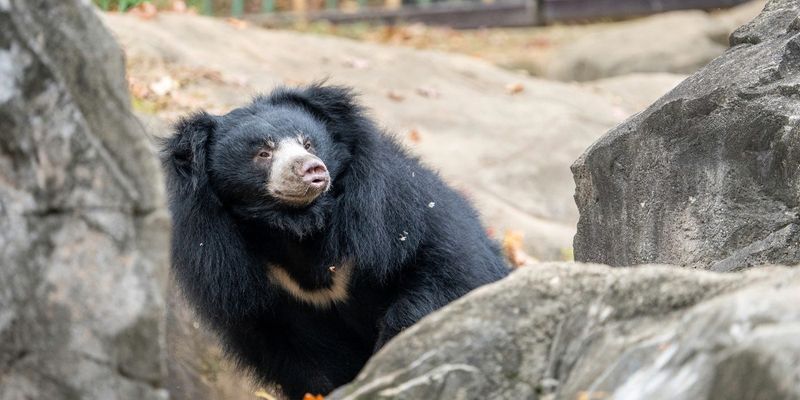 The Abilene Zoo has a new resident that the zoo says is smart with a poufy hair and a sassy attitude. Vicki, a 12-year-old sloth bear, is visiting from the Smithsonian National Zoo.