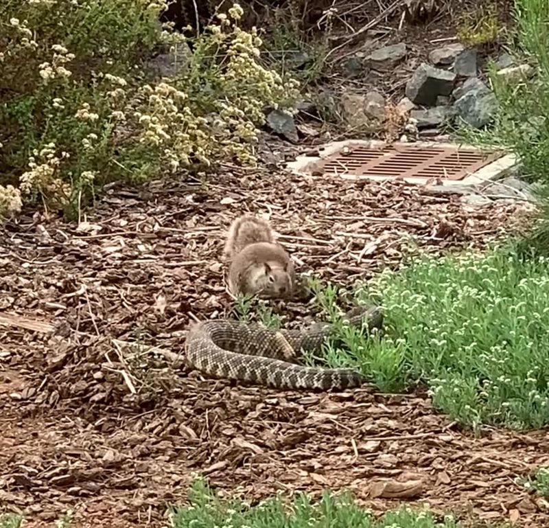 A squirrel crouching down before it tosses wood chips at a southern Pacific rattlesnake.