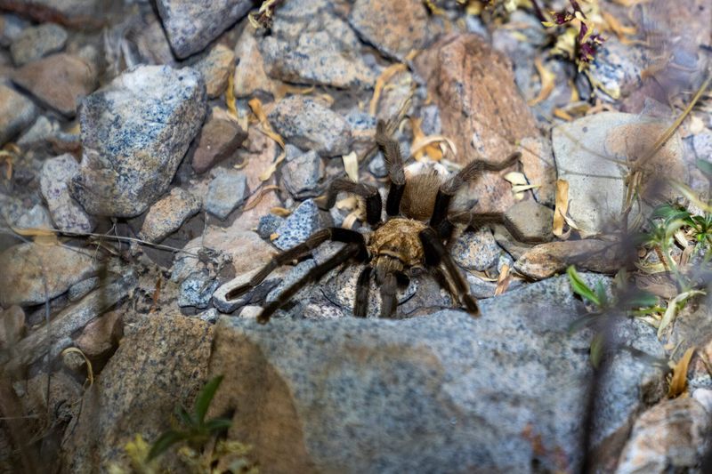 There are 15 tarantula species that can be found around Texas.