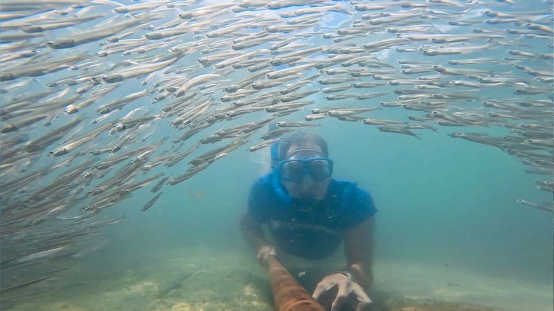 Jace Tunnell snorkels at North Packery jetty in a school of bay anchovies on Aug. 5, 2025.