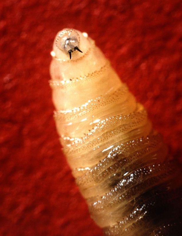 A closeup of the New World Screwworm larva.