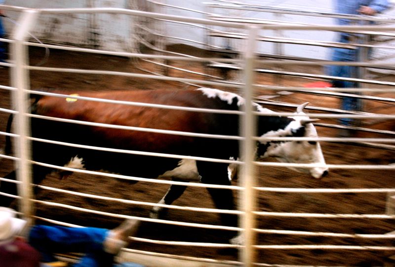 Whips crack overhead as a cow quickly leaves the sale area after being sold Sept. 30, 2009, at Coleman Cattle Auction.
