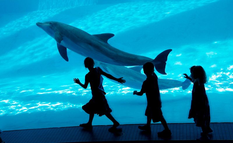 Children view the Texas State Aquarium's dolphin exhibit.