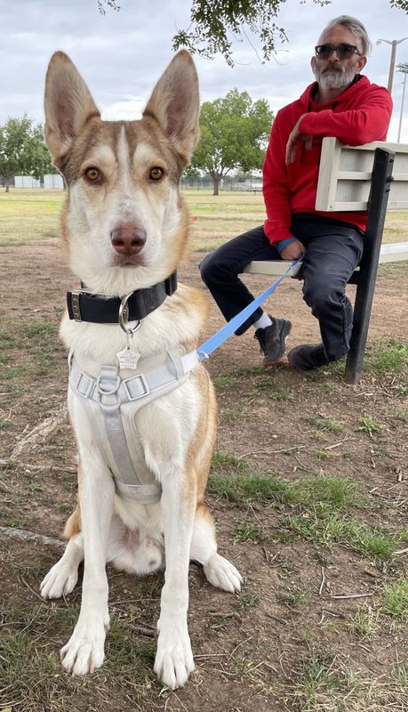 Flynn, a dog overlooked at the Amarillo shelter, was chosen by his new parents, the Meliuses, after passing all the necessary tests, including approval from a chihuahua.