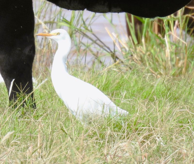 A cattle egret hangs out in a cow pasture.