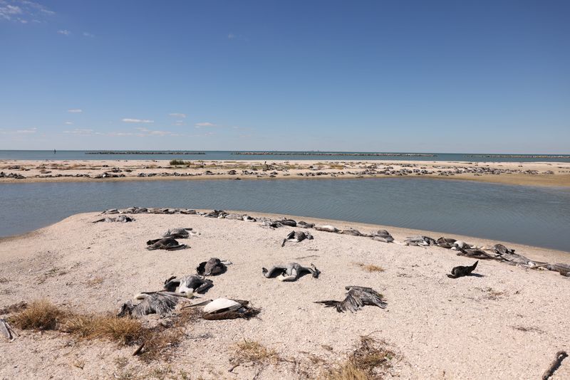 The Harte Research Institute used drones to survey the damage of Nov. 1 hail storms on Coastal Bend rookery islands, where many birds died.