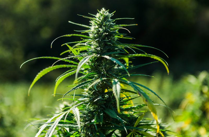 A hemp plant with the flower and inflorescence grows on a 15-acre farm of former Lexington, Ky.