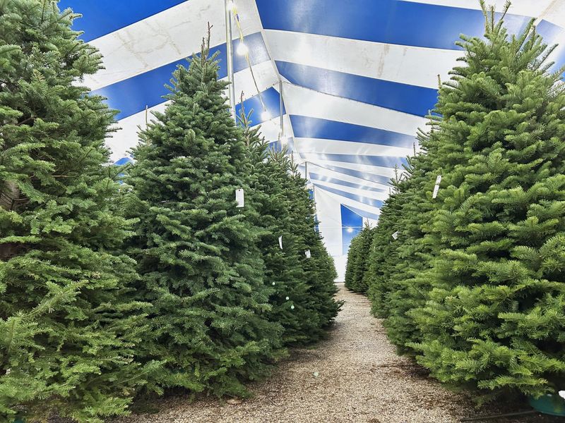 Fir Christmas trees are for sale during the 2025 holiday season from Holiday Hills Christmas Trees at 5201 McArdle Road.