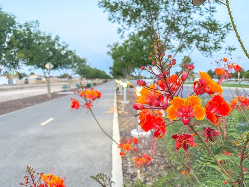 The Playa Drain Trail is a completed portion of the Paso Del Norte Trail, which received $31 million from the Texas Transportation Commission for work on two additional segments of the 70-mile, countywide trail system.