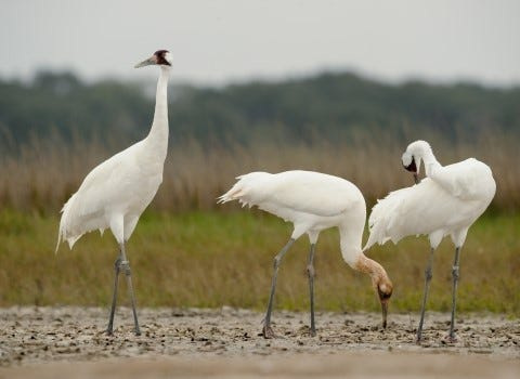Whooping cranes pictured at Aransas National Wildlife Refuge.
