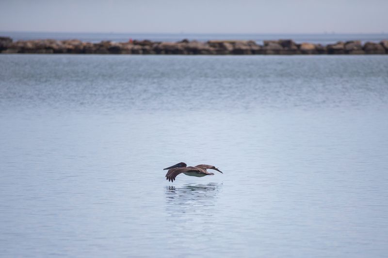 A brown pelican flies over Corpus Christi Bay in Corpus Christi, Texas, on Dec. 12, 2025.
