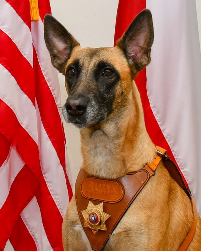 Jynx, a first-class drugbuster for the Wichita County Sheriff's Office, will retire to a life of treats and petting.