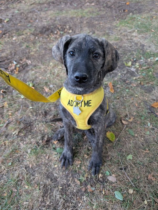 This little guy is all ready to go out for a day during the Doggy Day Out promotion at Amarillo Animal Management & Welfare. Taking a dog out helps the dog be socialized and also the participant can fill out a report card with the animal's traits and personality to help with adoption.