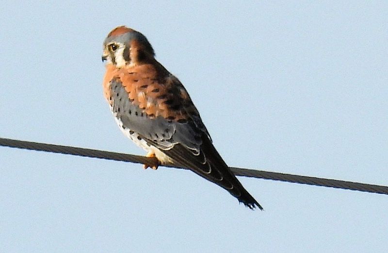 The beaks of the American kestral are distinctly hooked but small and delicate.