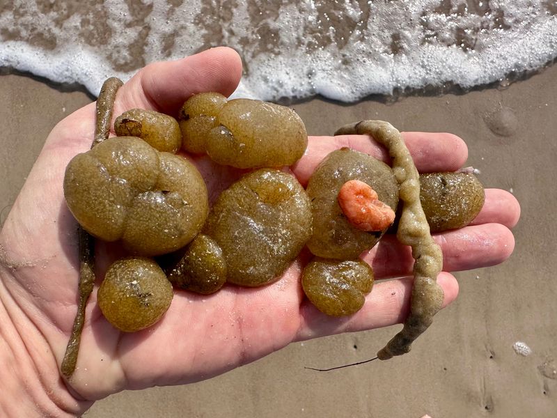 A close-up of a handful of sea pork in January.