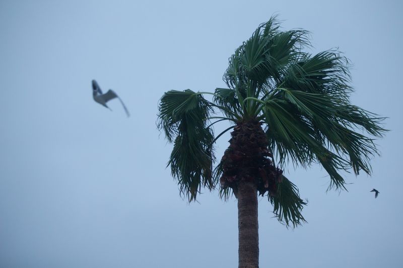 A palm tree sways in the wind at Water's Edge Park in Corpus Christi, Texas, on Jan. 24, 2026.
