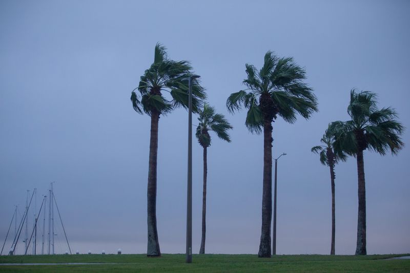 Palm trees are swayed by harsh wind at Water's Edge Park in Corpus Christi, Texas, on Jan. 24, 2026. A strong cold front was expected to hit the Coastal Bend in the evening.