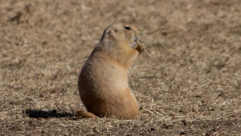 Amarillo's Pete the Prairie Dog seems to not be looking at his shadow for the infamous groundhog day event. If he sees his shadow and goes back into his hole, the story is that we are looking at six more weeks of winter. So, is the jury still out if he doesn't see it?
