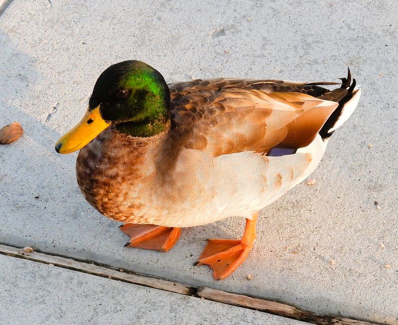 A mallard duck which appears to be a hybridized male is seen walking in The Woodlands, Texas, area.