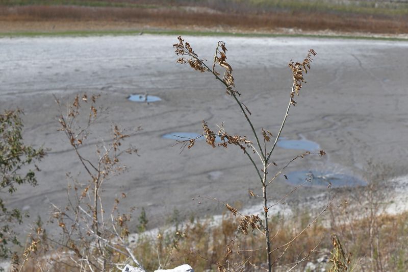 This view near the boat ramp of Choke Canyon Reservoir's Calliham Unit shows large swaths of land where there was once water, now exposed to the sun, on Sunday, Feb. 8, 2026.