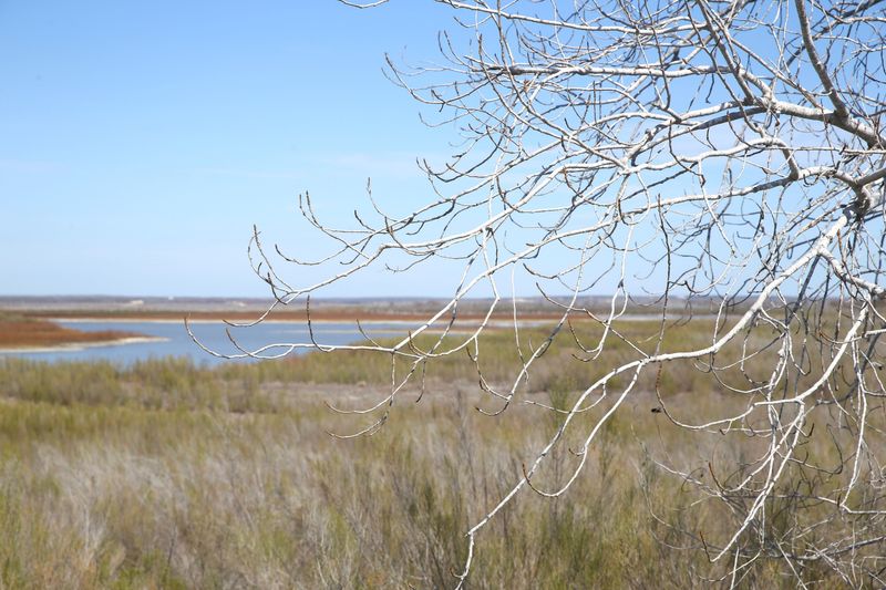 A view of Choke Canyon Reservoir from an overlook near the Calliham Unit boat ramp on Sunday, Feb. 8, 2026.