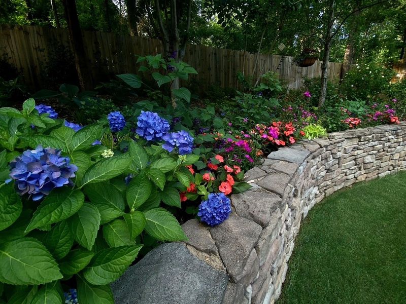 The first summer The Garden Guy began by picking out colorful annual partners to contrast with the dark blue Let’s Dance hydrangea blossoms.