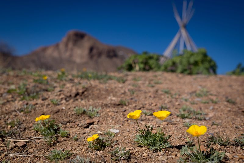 Poppies bloom along the Nature Trail near the El Paso Museum of Archaeology before this weekend’s Poppies Fest on Wednesday, March 11, 2026, in El Paso, Texas.
