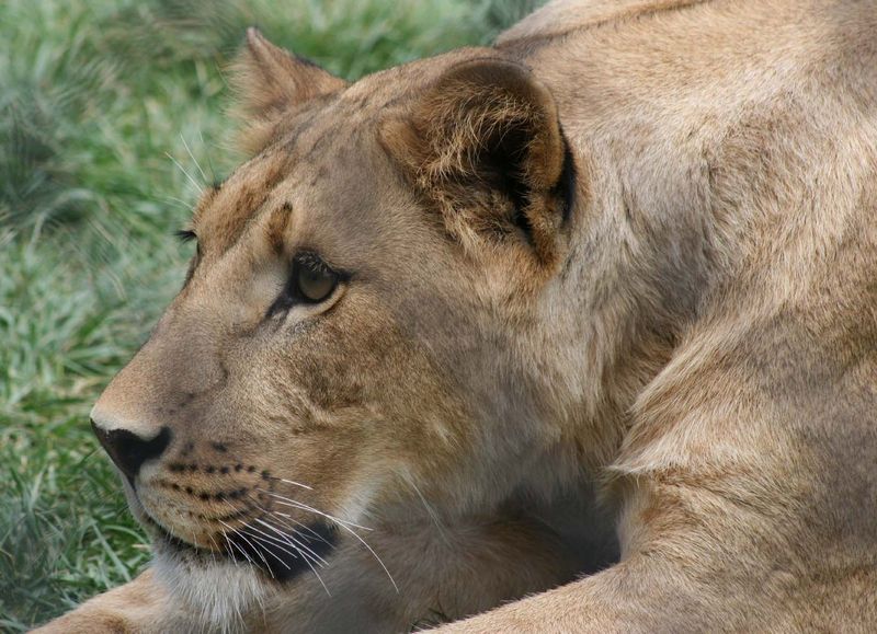 Sarai, a female African lion who quickly became a community favorite upon arriving in Amarillo in 2006, died Thursday of natural causes at the age of 20.