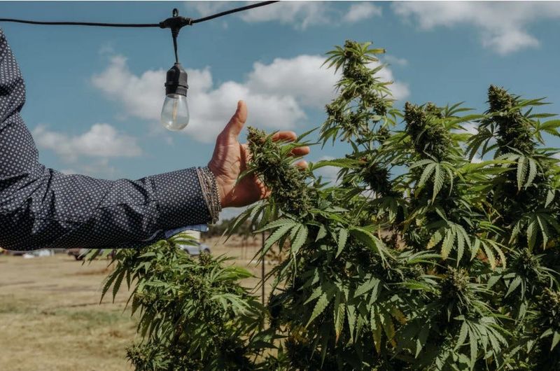 CEO of Hometown Hero, Lukas Gilkey, reaches for a hemp bud at his farm in San Antonio on October 17, 2025.