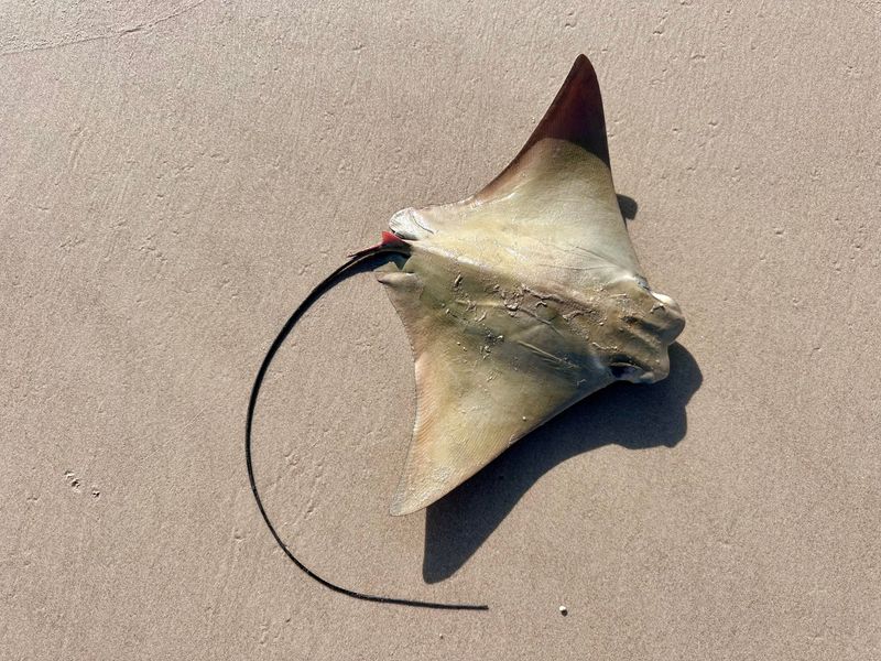 Top view of a cownose ray that washed up along the Texas coast.