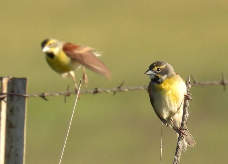 Dickcissels perch on a fence in Wichita County.