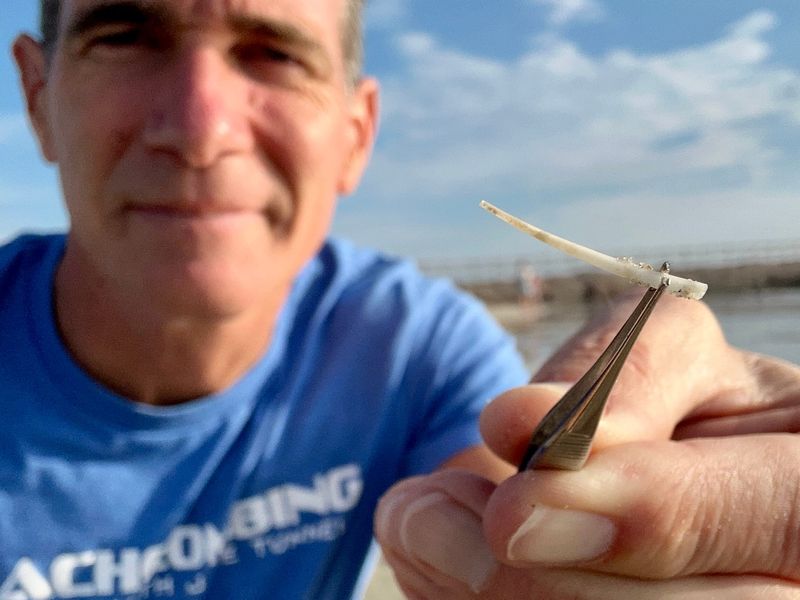 Jace Tunnell holds an ivory tusk snail shell with tweezers.