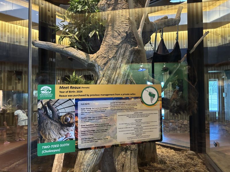 The sloth, Reaux, has a fancy new tower with heat, humidity and toned down lighting to suit her style, as seen at the renovated Amarillo Zoo and Sanctuary, which reopened to the public under its new name Monday.