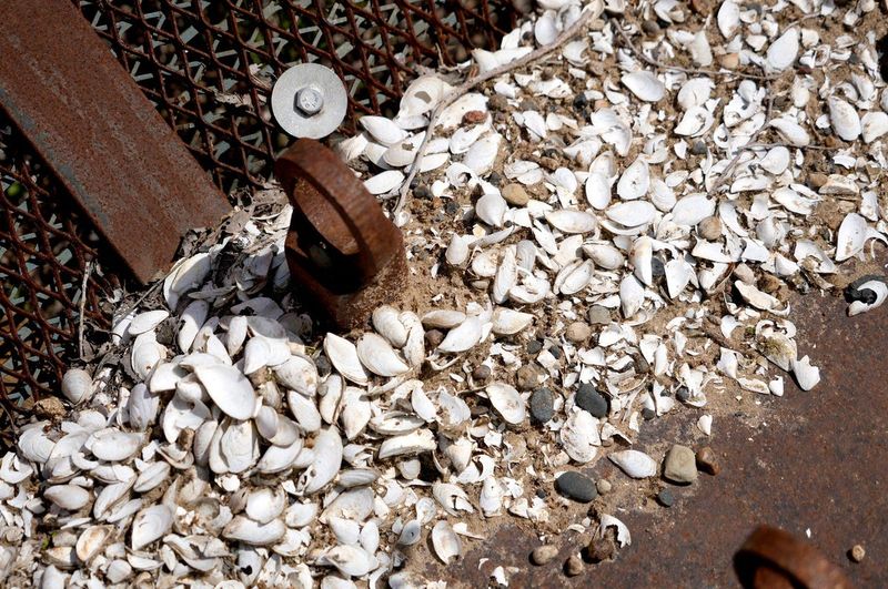 Invasive mussel shells are piled on top of a mussel masher used to remove them from the bottom of Lake Michigan at the University of Wisconsin Milwaukee on May 7, 2025. The University, along with federal agencies, are studying ways to remove invasive zebra and quagga mussels from Lake Michigan.