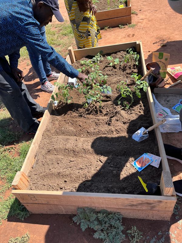 Refugees tend to their plants at the New Roots Garden on May 2 during the program's grand opening celebration. The New Roots Garden was founded by the Westminster Presbyterian Church and the International Rescue Committee of Abilene to provide a hands-on, community-centered gardening experience for refugees sponsored by the IRC.