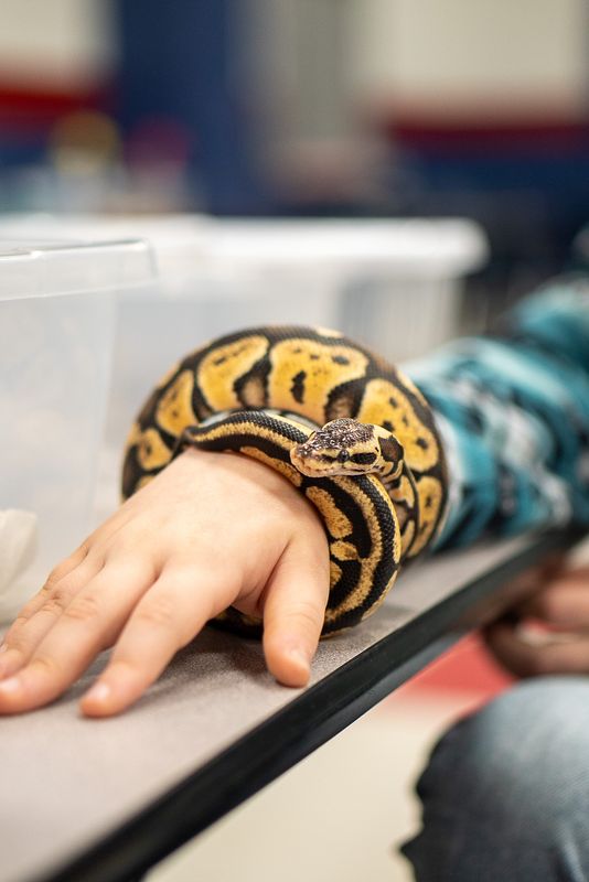 Franklin, the ball python, wraps around Ray Bullard's stepson Chasin's wrist during Ray's Reptile Rescue's educational presentation on May 1, 2026, at Ward Elementary School. Chasin said Franklin enjoys replicating a bracelet. Ray's Reptile Rescue is a nonprofit organization based in Abilene, Texas, and focused on rescuing and rehoming domesticated reptiles while educating the public.