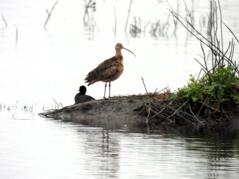 A long-billed curlew explores the wetlands at the Merced National Wildlife Refuge in California.
