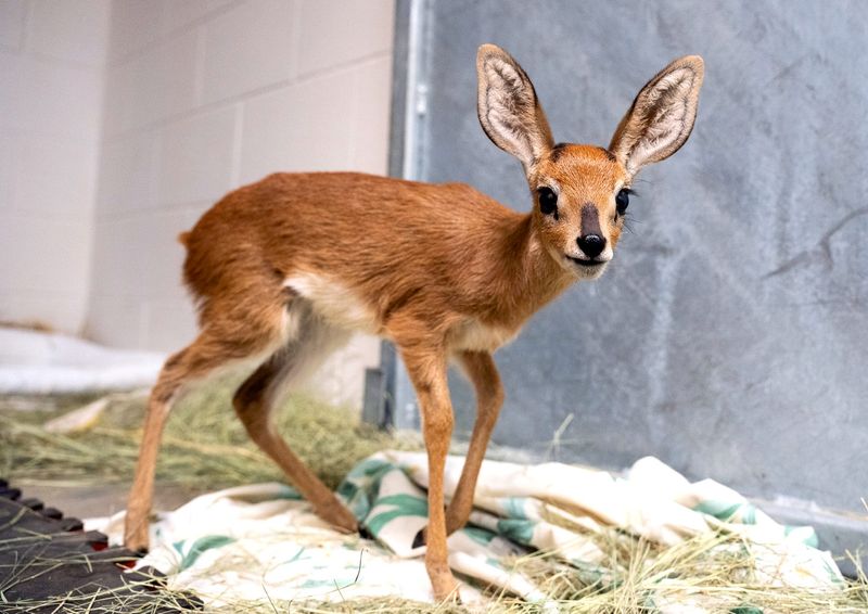 Bahari, a male steenbok born April 16, in his enclosure at the Abilene Zoo May 12.