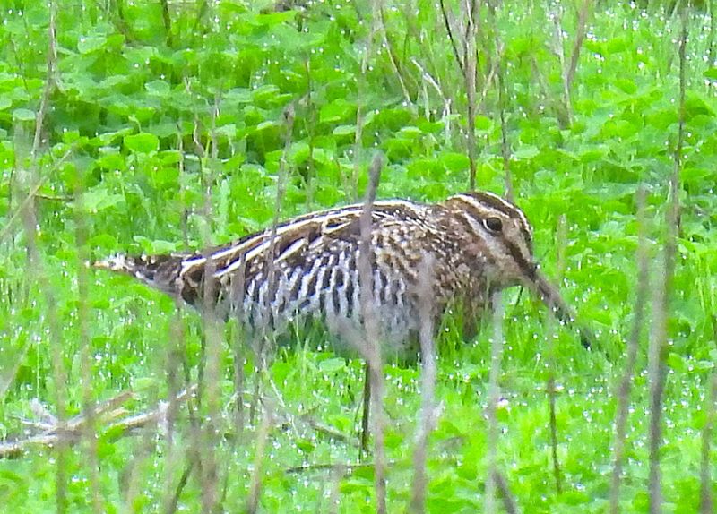 This side view of a Wilson's snipe in the Merced National Wildlife Refuge in California shows the bird's camouflaging patterns and short tail. The birds also occur throughout most of Texas during the winter and early spring months and are more common in southern Texas.