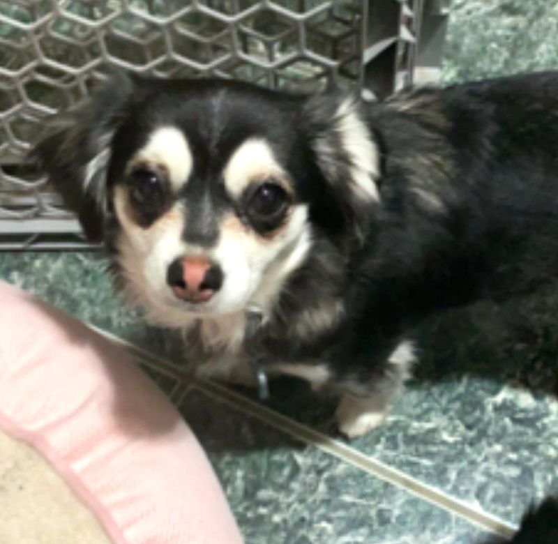 El Paso police animal cruelty investigators are looking into the death of Emma the Chihuahua, who was found dead on May 5 after shot by a pellet gun in the backyard of her home on W.H. Burges Drive in the Cielo Vista area of El Paso.
