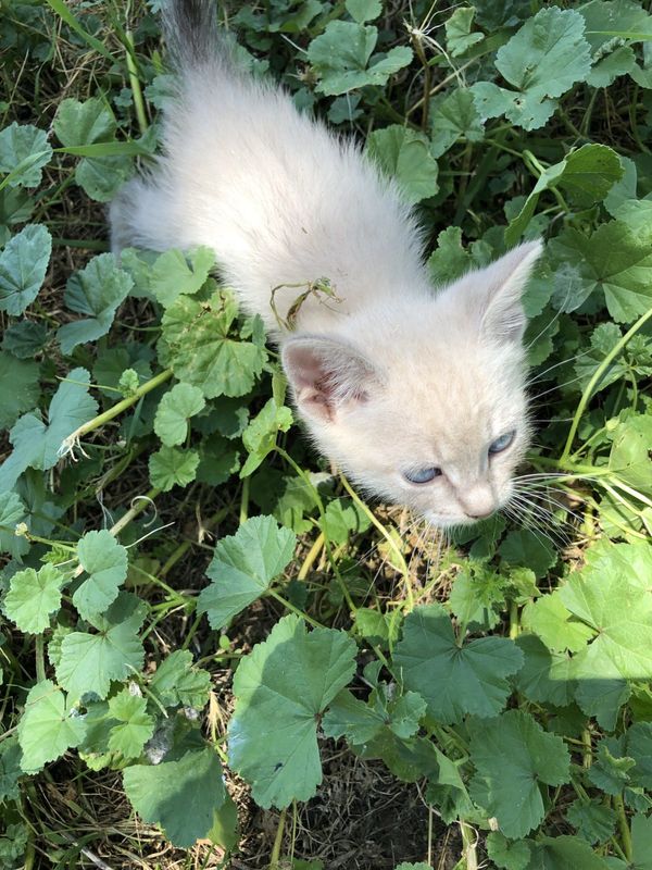 It's kitten season, and June is National Adopt a Cat month and AAWM is reducing the fees for cat adoptions during this month. All pets adopted are spayed or neutered, vaccinated and microchipped for you and can be amazing friends and companions,.