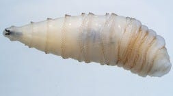 A New World screwworm larva.