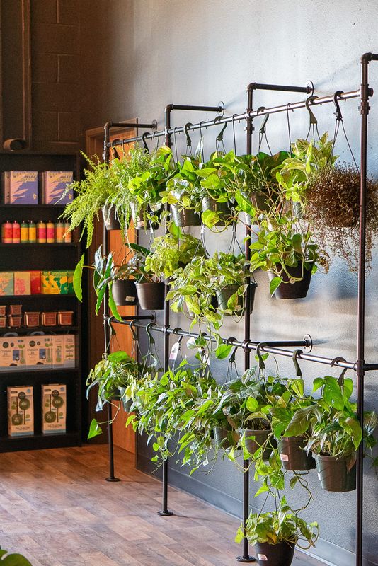 Hanging plants for sale at Lilly Lane Plant Co. on May 29, 2026. Lilly Lane Plant Co. is Abilene's first plant boutique, offering expert care advice, workshops, and plant care services.