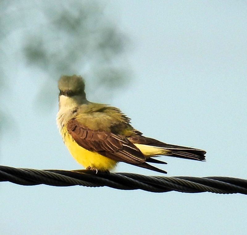 A western kingbird warms up in the Iowa Park area.