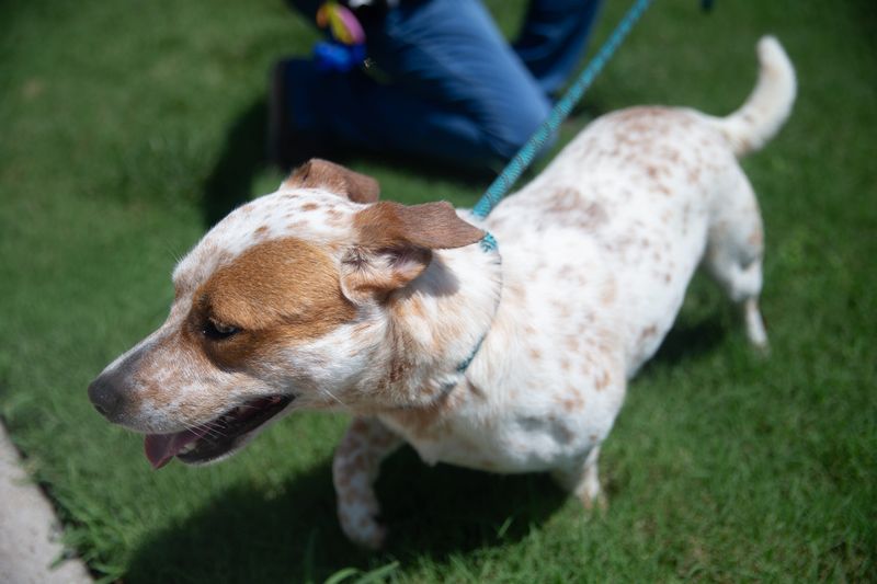 Odie, an Australian cattle dog mix, runs around at Corpus Christi Animal Care Services, at 2626 Holly Road, on June 18.