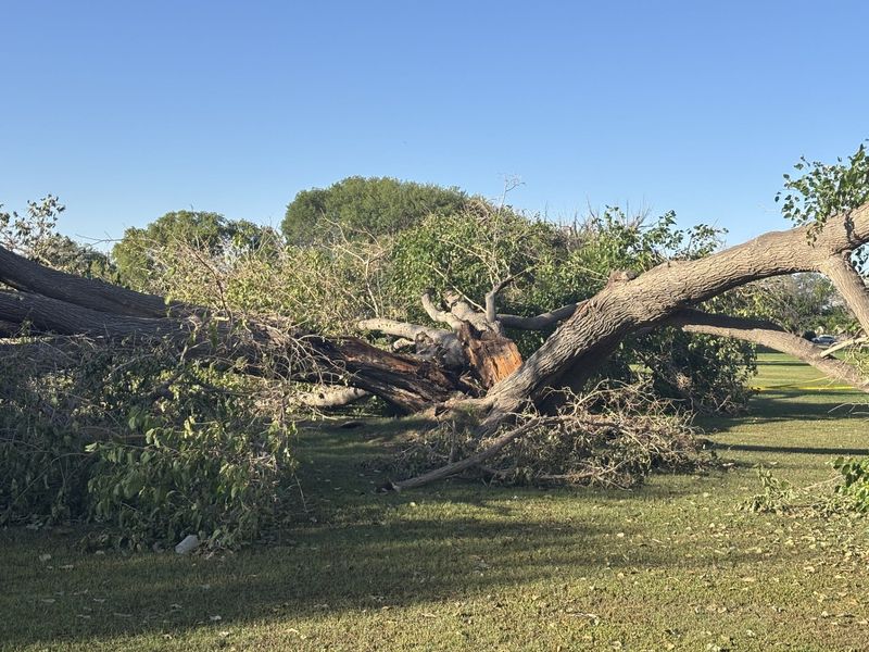 An aging Mulberry tree at Album Park, (officially Eastwood Park) on the Eastside split and fell during last week's heavy thunderstorms. The area is now cordoned off as city workers will take a few days to remove it.