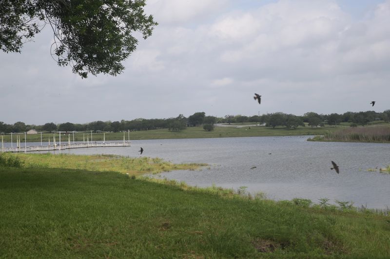 Swallows flit along Lake Corpus Christi on June 19, 2026. The lake was at 30% capacity.