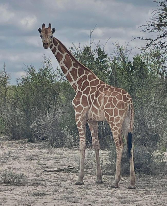 Gracie the giraffe is missing from a Texas ranch. A $5,000 reward has been offered for information leading to her safe return, said the Real County Sheriff's Office.