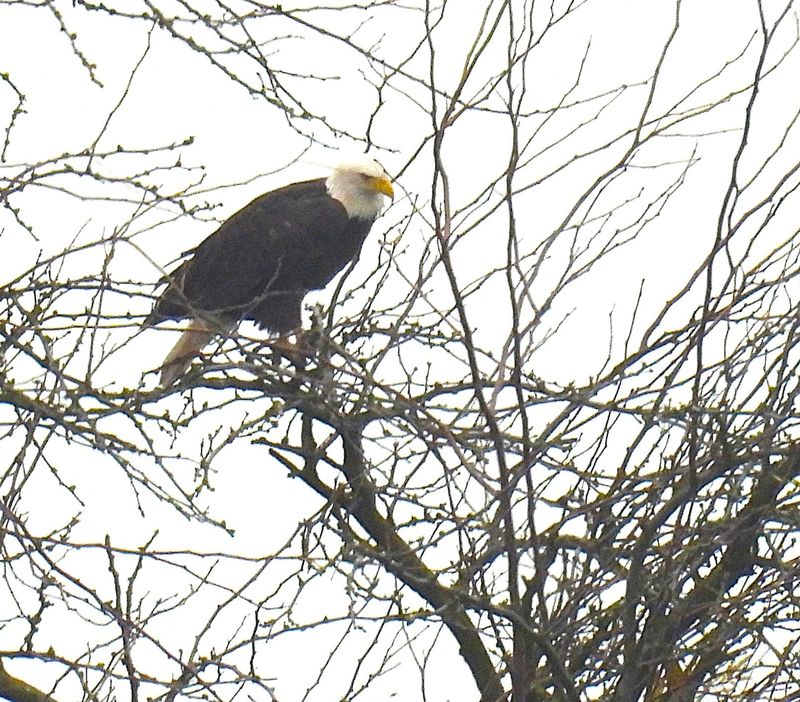 The bald eagle is our continent's only native sea eagle. This one perches near wetlands in the Merced National Wildlife Refuge in California.
