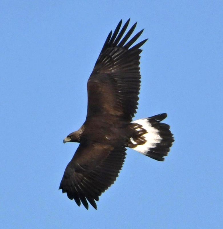 Golden eagles like this one spotted in the Marfa area are more popular national symbols representing Mexico, Austria, Germany, Albania and Kazakhstan.